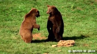 Amor de osos... Parque de la Naturaleza de Cabrceno