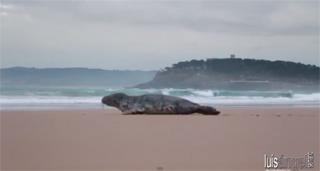 Aparece una foca en El Sardinero