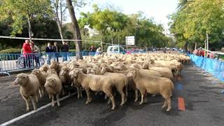 Campoo regres a la Fiesta de la Trashumancia