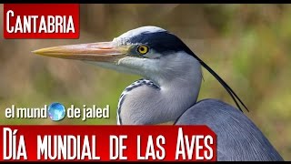 Cantabria | Da Mundial de las Aves BirdLife