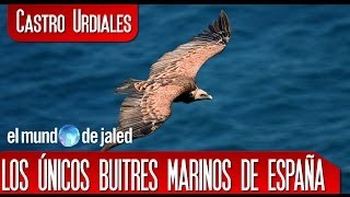 CASTRO URDIALES | Sonabia los nicos BUITRES MARINOS en ESPAA - Cantabria