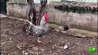 La cra de gallina pedresa en Campoo marca la pauta nacional