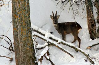 El corzo en la nieve