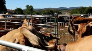 Feria de Ao en Campoo de Yuso