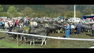 Feria de Ruente