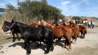 Feria de ganado y de comercio por #SMReinosa2016