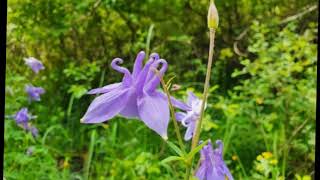 Flores en Campoo Cantabria