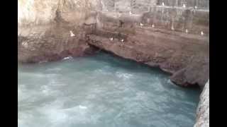 Hbitos de conducta de las gaviotas (Castro Urdiales)