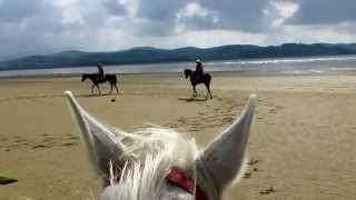 Laredo. El sable. Paseando entre pura sangres. Rutas y paseos a caballo por la playa.