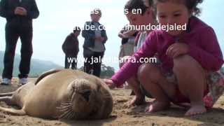 Mamferos marinos en Castro Urdiales