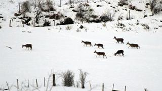 Nieve en el Hayedo de Suano