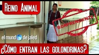 REINO ANIMAL | Estas golondrinas tienen su nido en un bao Quieres ver como entran?