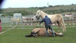 Doma natural de caballos en Requejo