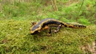 Salamandra comn en Gemes