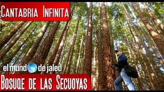 Bosque de las Secuoyas en Cabezn de la Sal