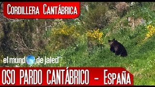 VIAJAR POR ESPAA | Oso Pardo en la Cordillera Cantbrica